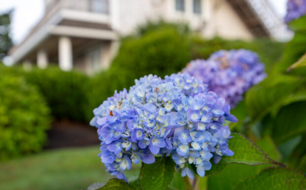 Close-up of blooming blue and purple hydrangeas with Beachside Village Resort's building in the background.