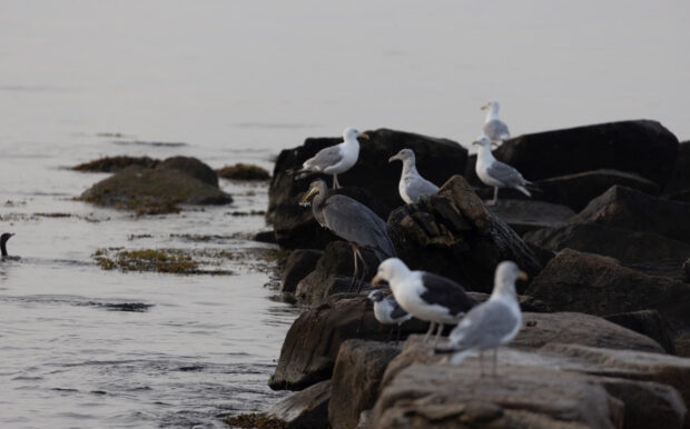 A group of seabirds, including seagulls and a heron, perched on large rocks along the water at Beachside Village Resort. The heron is holding a small fish in its beak.