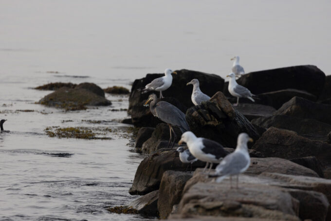 Several seabirds, including seagulls and a heron holding a fish, perched on large rocks by the water's edge, with calm water and a foggy horizon in the background.